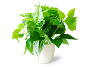 绿植服务